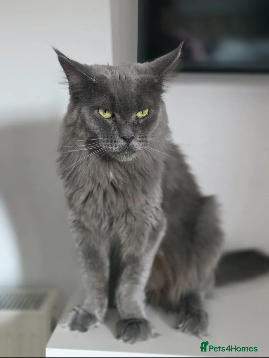Maine Coon cats for sale: Maine Coon kittens for sale - Advert 7