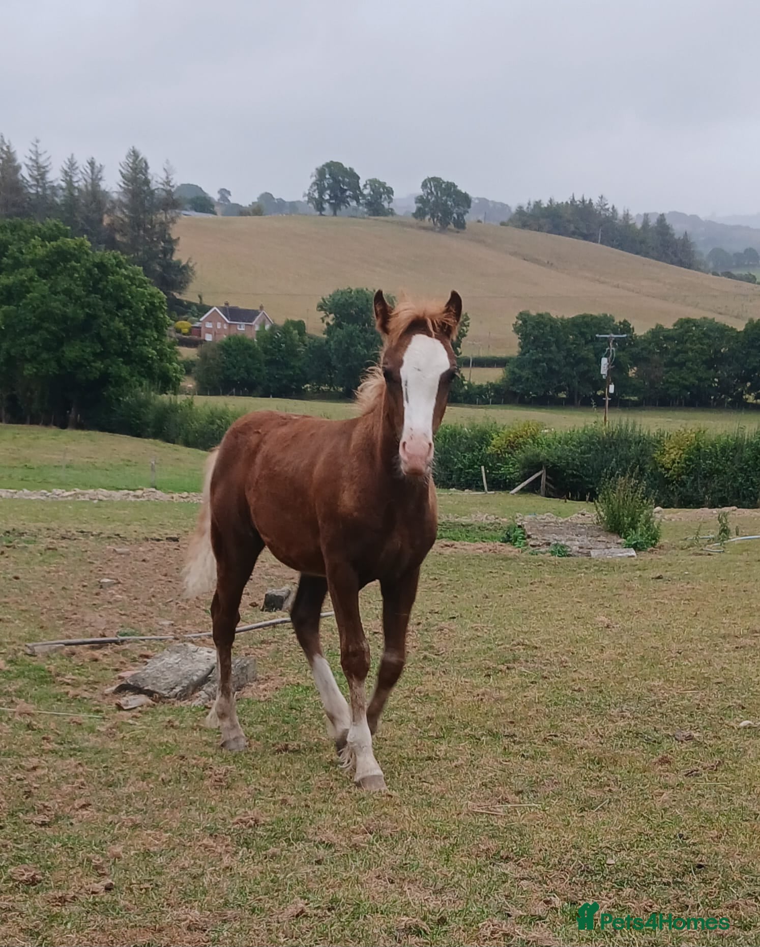 Welsh Section A horses Welsh X Chestnut Gelded Foal - Advert 4