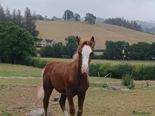 Welsh Section A horses Welsh X Chestnut Gelded Foal - Advert 4