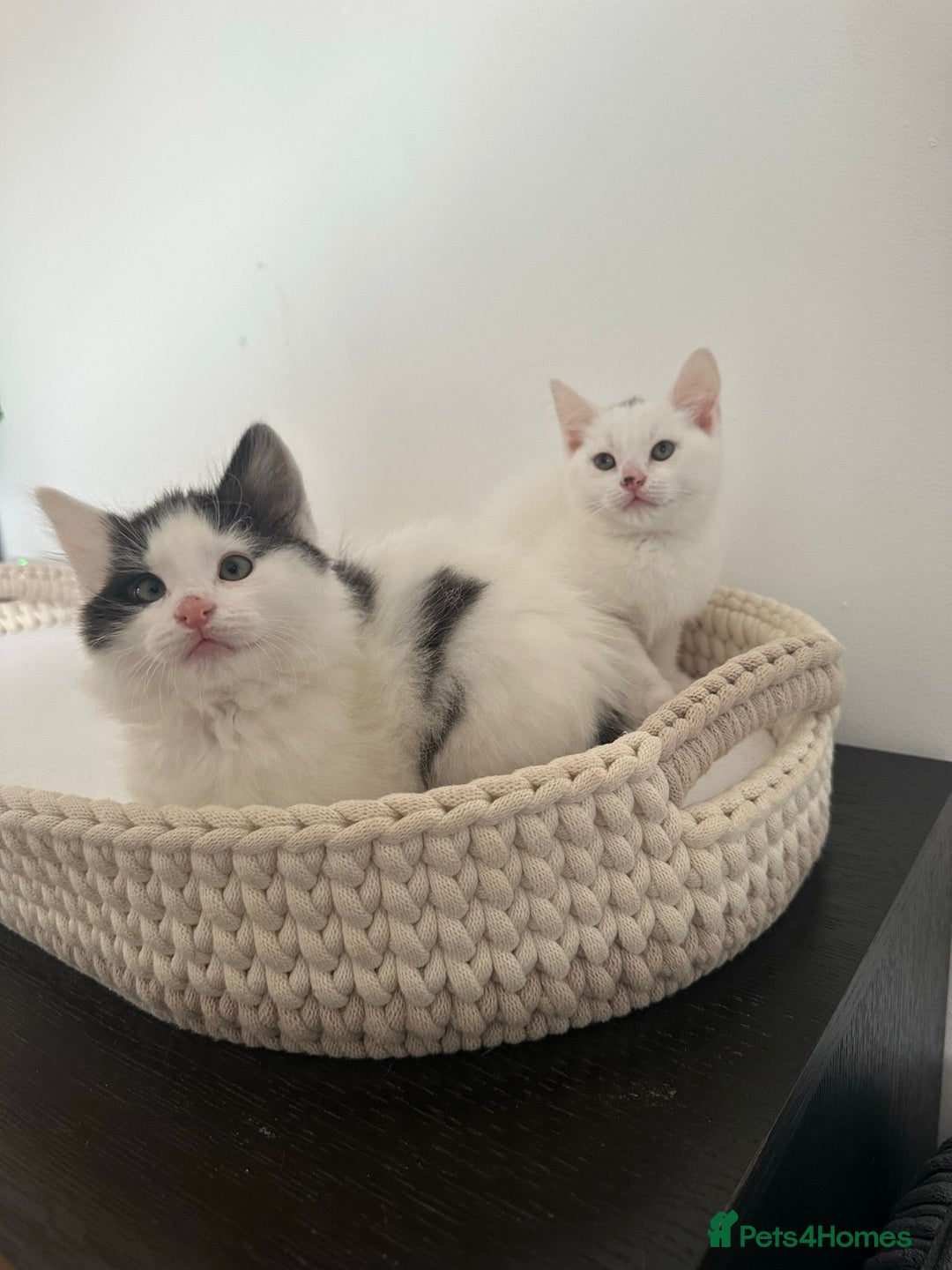Mixed Breed cats for sale: Part Maine Coon black and white fluffy male cat - Advert 8