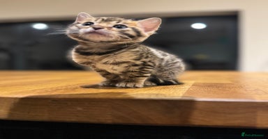 Bengal cats - Advert 14
