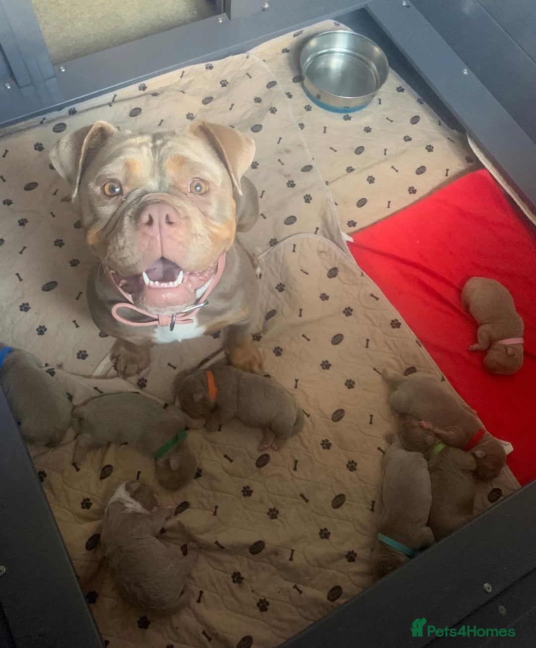 Olde English Bulldogge dogs for sale: Olde English bulldog puppies - Image 10