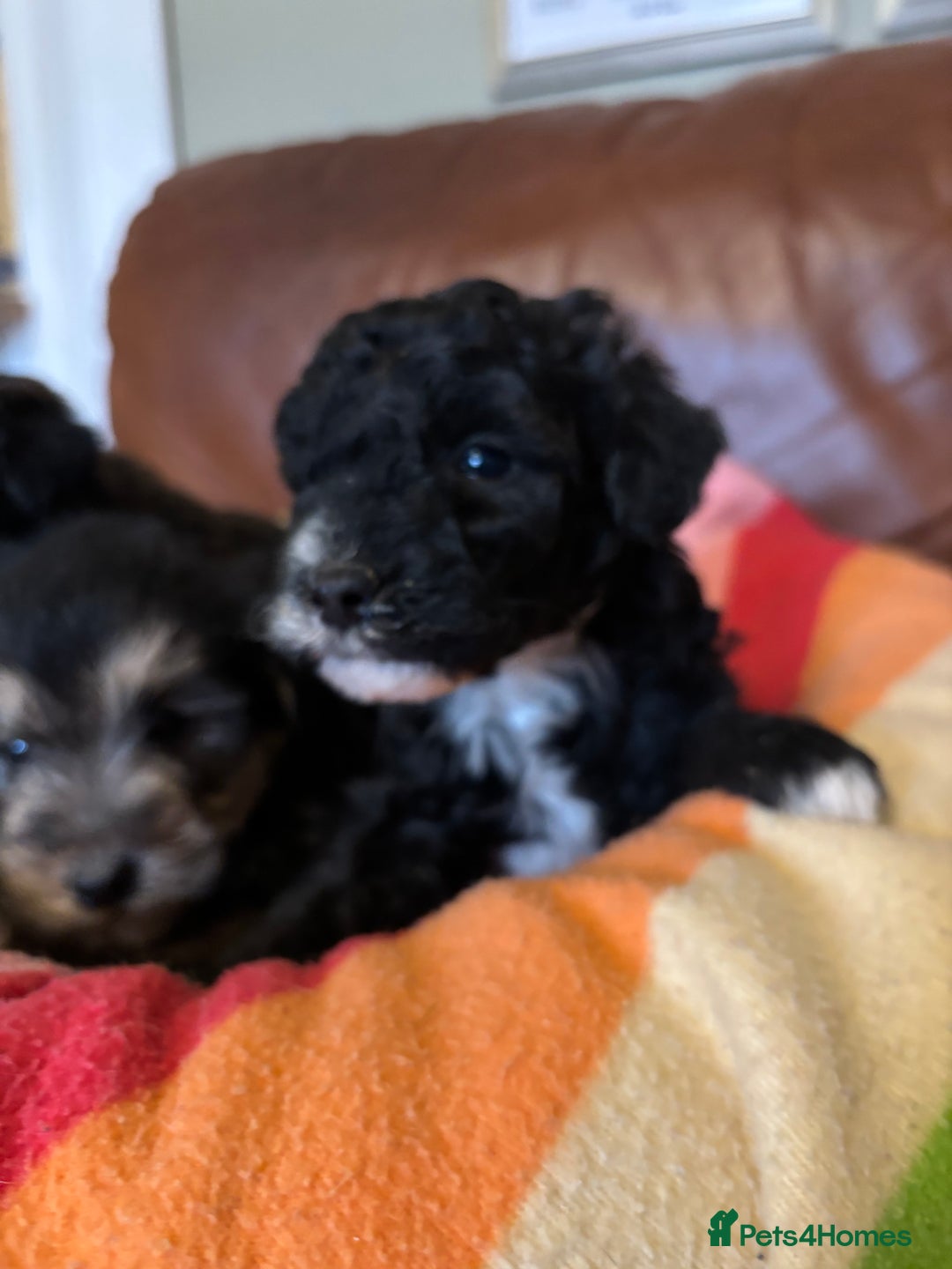 Jackapoo dogs for sale: Jackadoodles - Advert 3