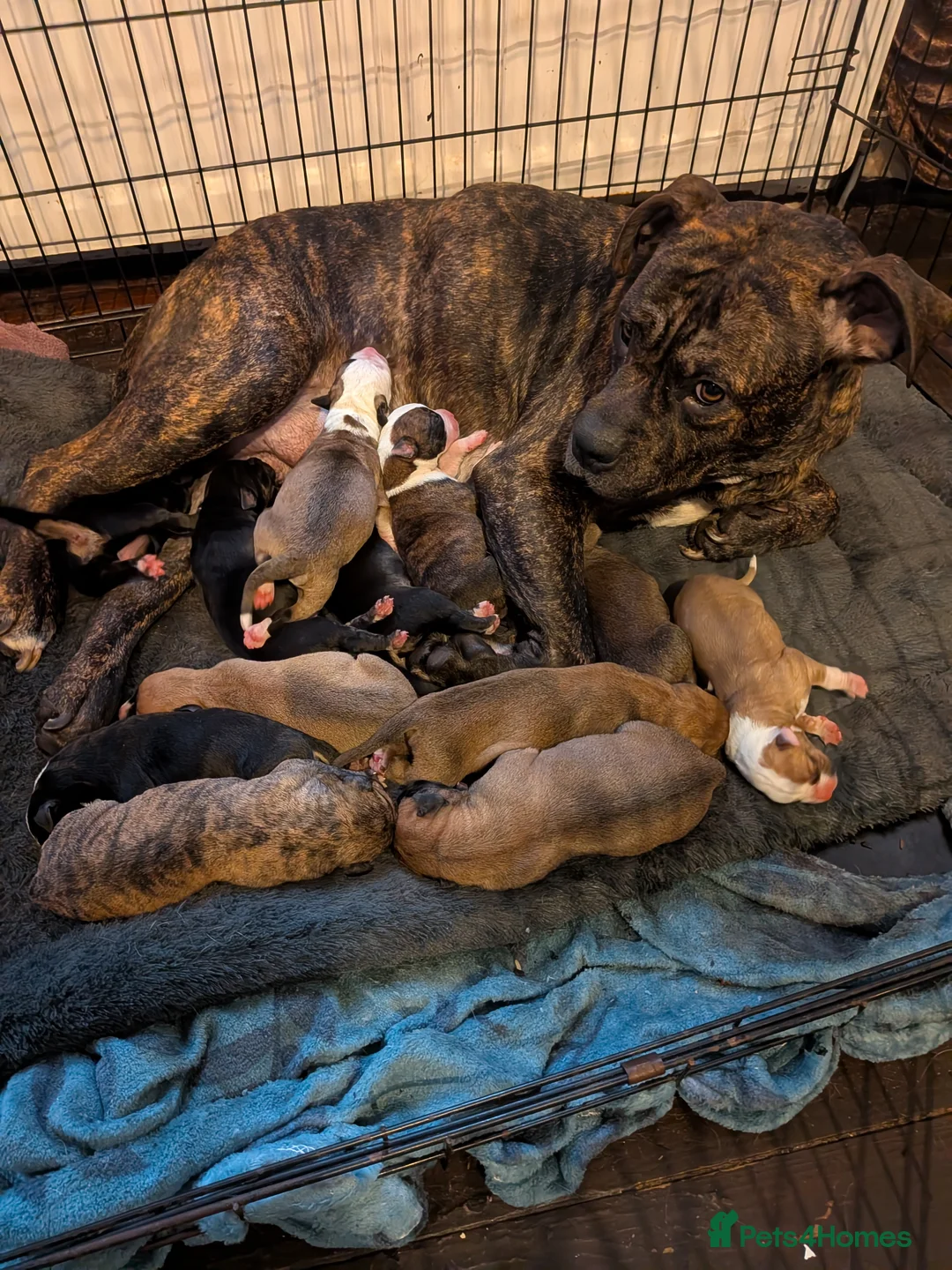 Mixed Breed dogs for sale: Staffy/saluki cross in Newcastle upon Tyne - Advert 2