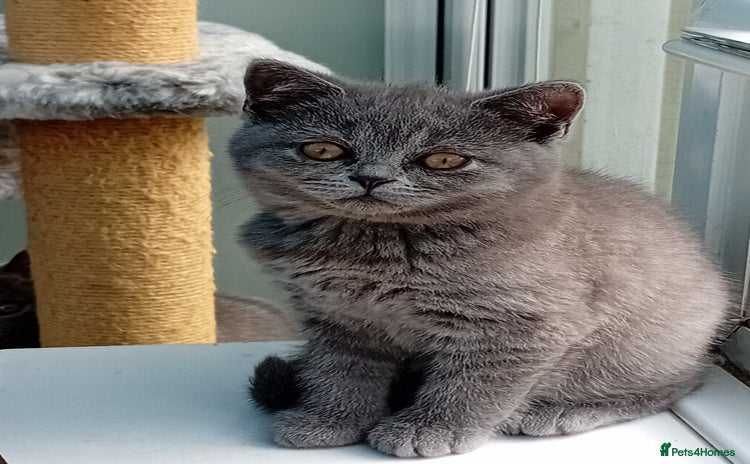 British Shorthair cats - Advert 5