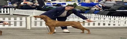 Hungarian Vizsla dogs for sale: High Quality Hungarian Vizsla Puppies - 2 boys - Advert 13