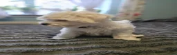 Maltese dogs for sale: Beautiful Maltese Puppies - Advert 5