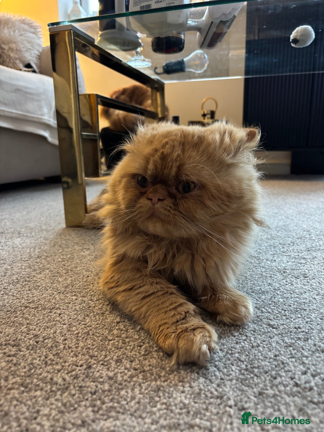 Persian cats for sale: 2 Male Ginger Persian Cats - Image 5