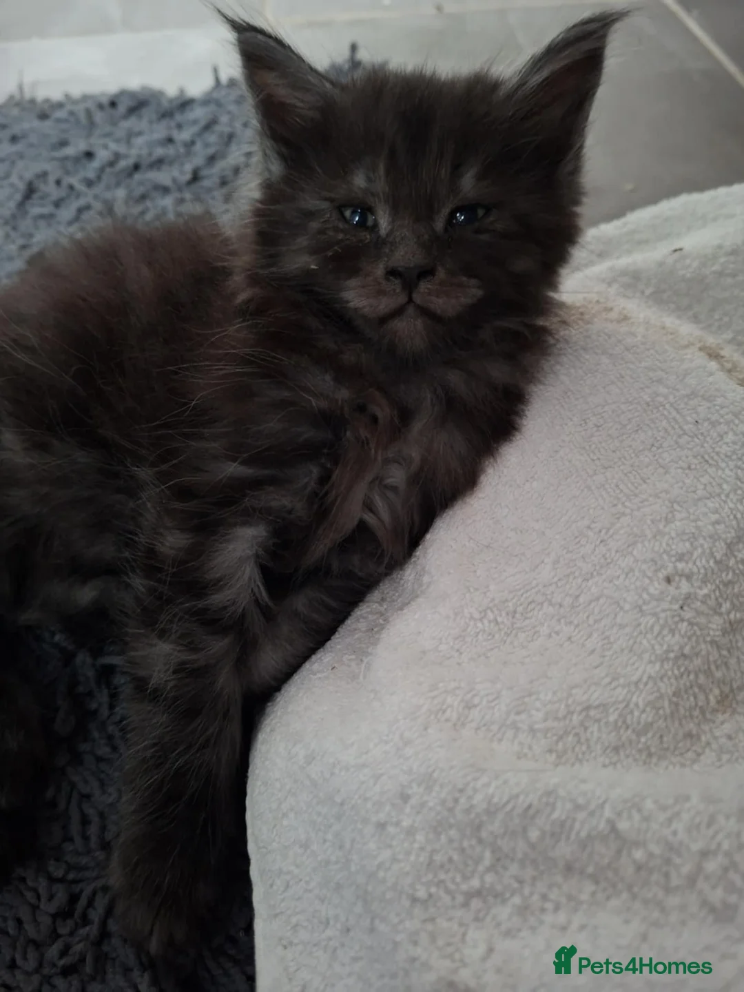 Maine Coon cats for sale: last girl and boy available - Advert 12