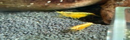 Mixed Breed livestock for sale: Neocaradina shrimp - Advert 4