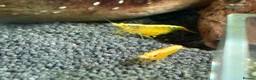 Mixed Breed livestock for sale: Neocaradina shrimp - Advert 4