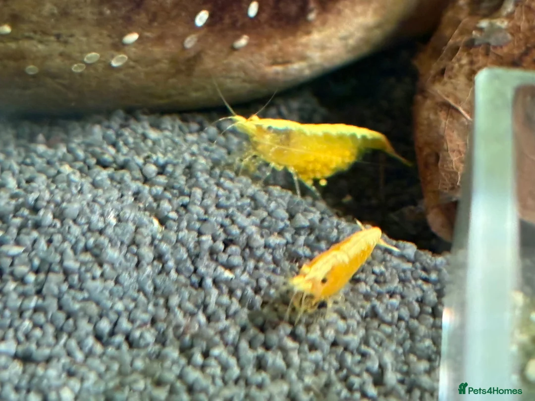 Mixed Breed livestock for sale: Neocaradina shrimp - Advert 4