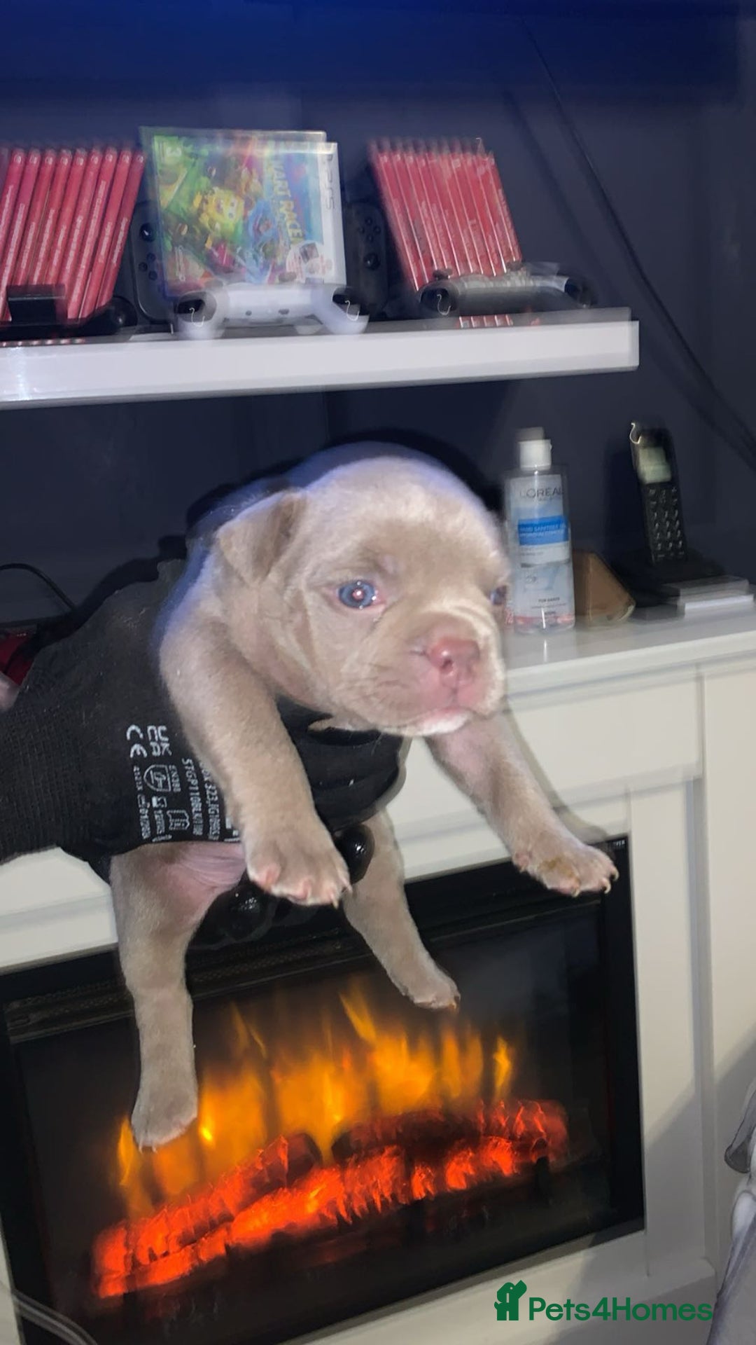 American Bully dogs for sale: Pocket bully puppies for sale  - Image 6