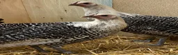 Chickens poultry for sale: Silver Campine  - Advert 18