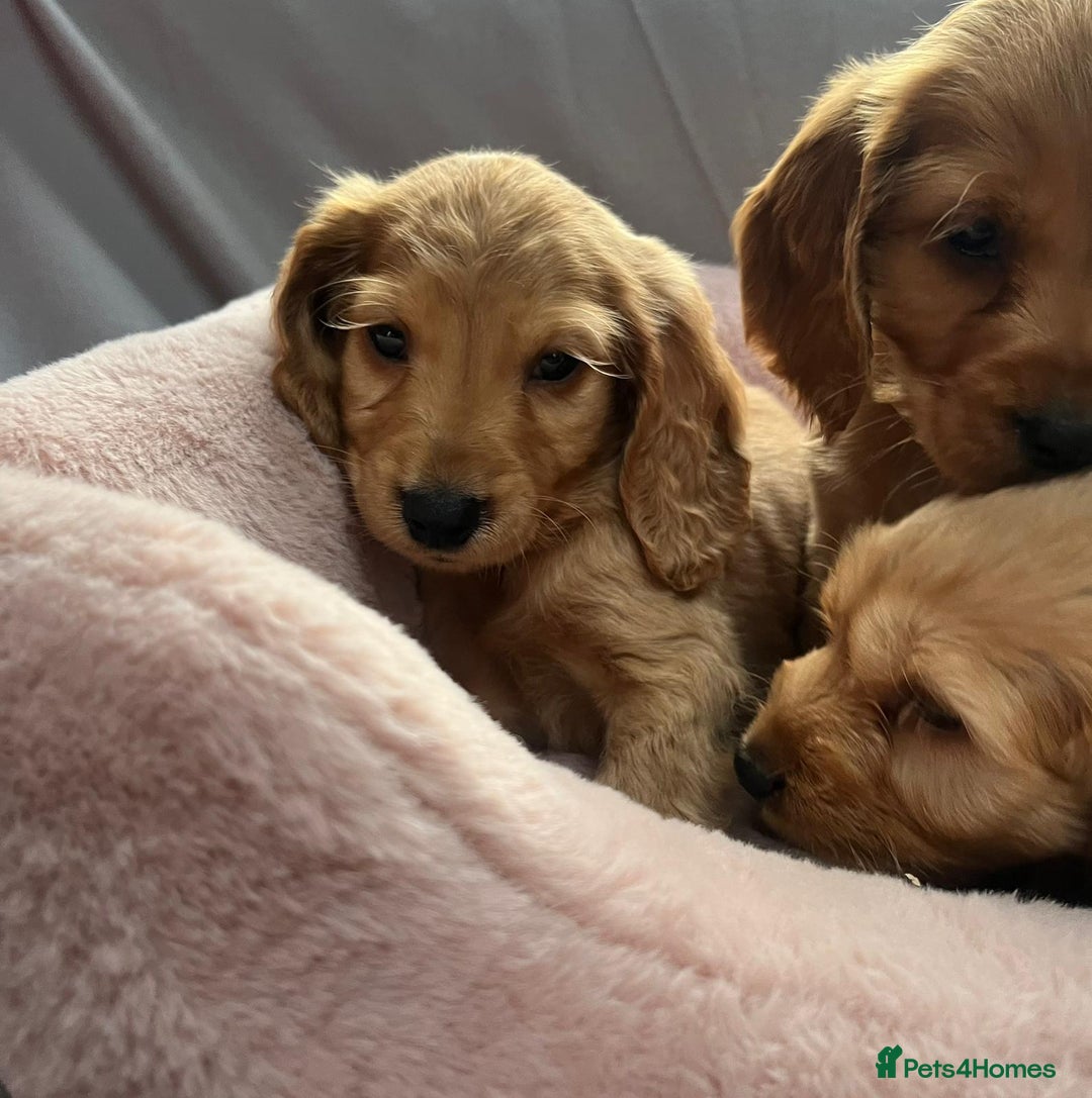Cocker Spaniel dogs for sale: Crocker spaniel puppy's  - Image 11
