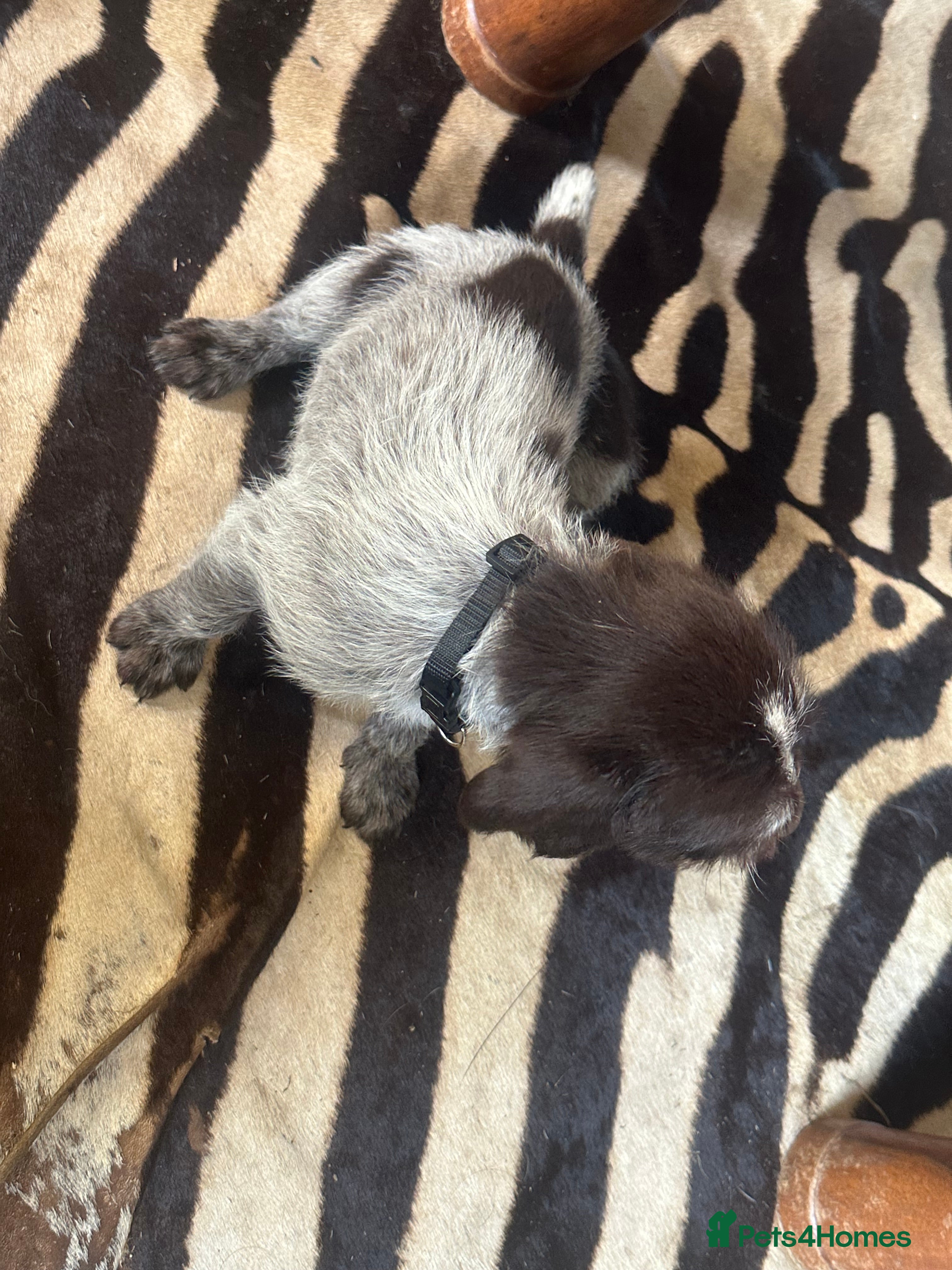 German Wirehaired Pointer dogs Wiredhaired German pointer pups  - Advert 1