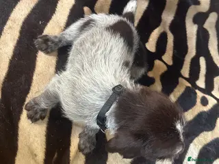 German Wirehaired Pointer dogs Wiredhaired German pointer pups - Advert 1