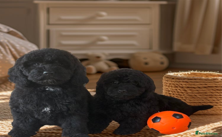 Cavapoo dogs - Advert 2