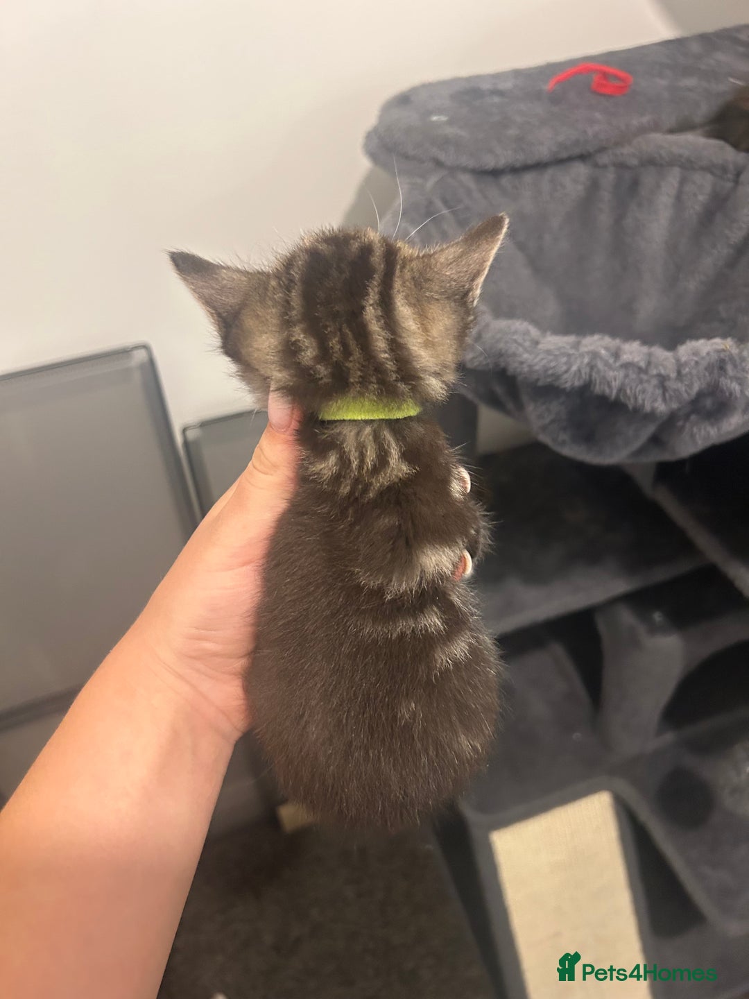 Bengal cats for sale: 7 bengal cross kittens  - Image 12