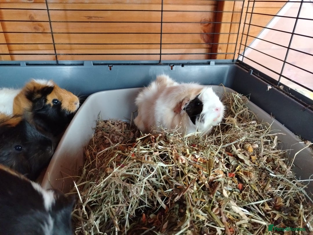 Guinea Pig rodents for sale: Herd of Guinea Pigs - Image 5
