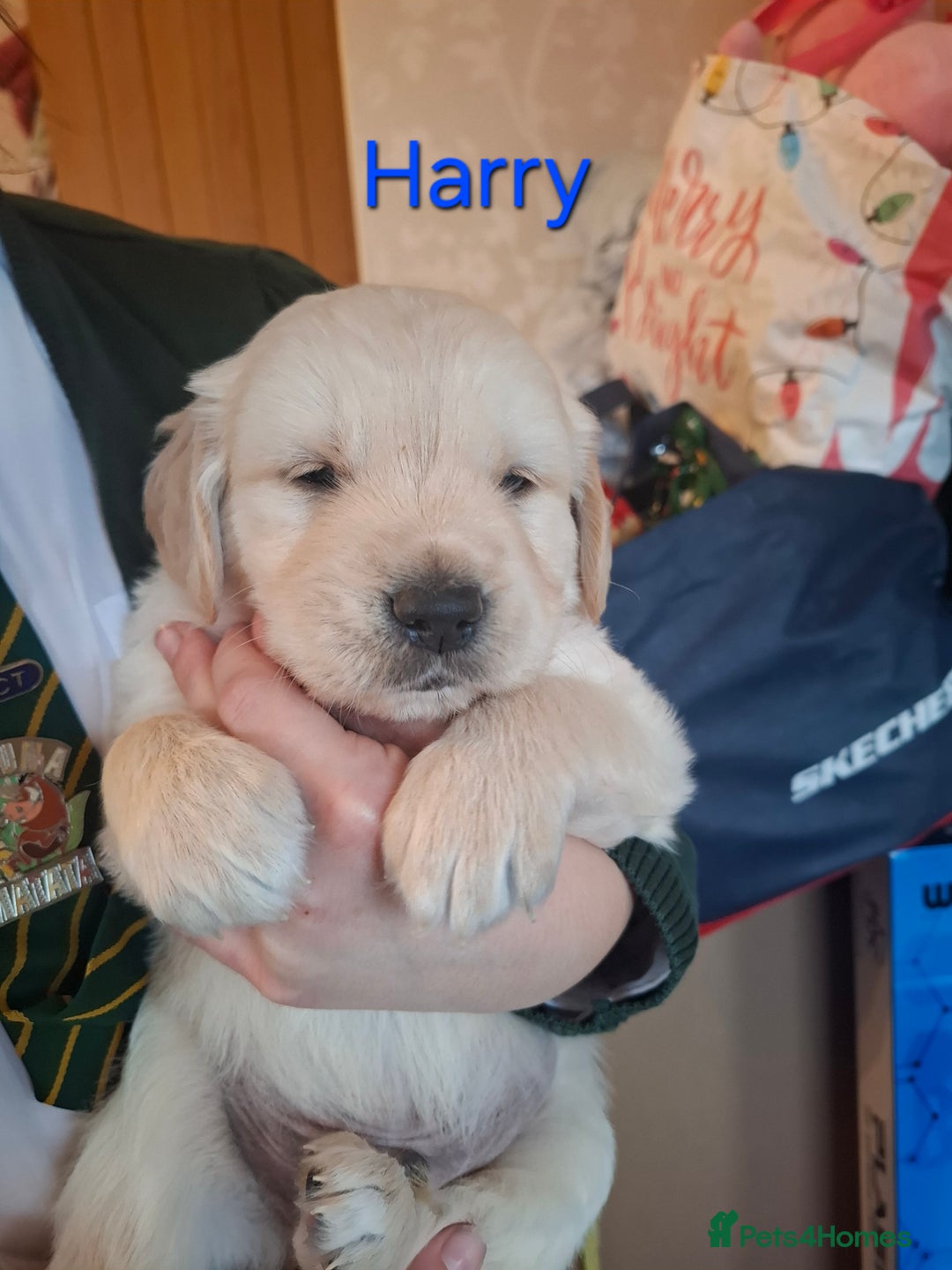 Golden Retriever dogs for sale: KC reg golden retriever puppies - Advert 5