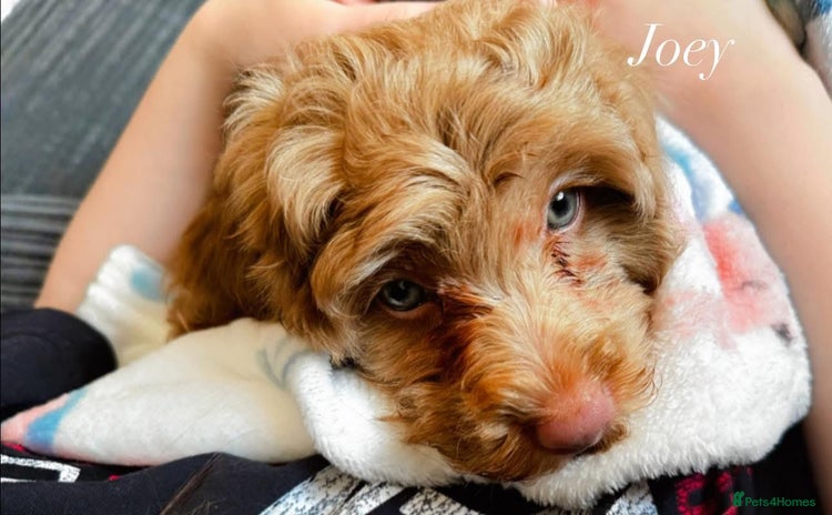 Mixed Breed dogs - Advert 12