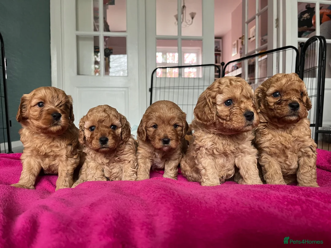 Cavapoo dogs for sale: Cavapoo Puppies - Advert 1