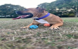 Mixed Breed dogs for sale: Scarlett  - Image 4