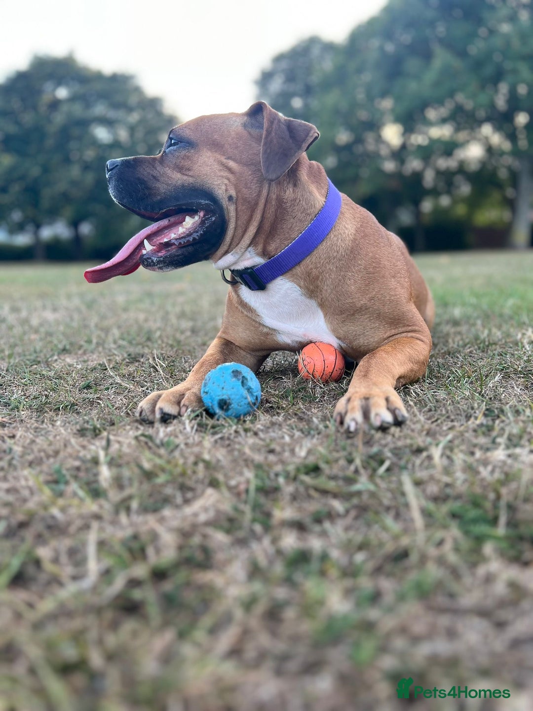 Mixed Breed dogs for sale: Scarlett  - Image 4