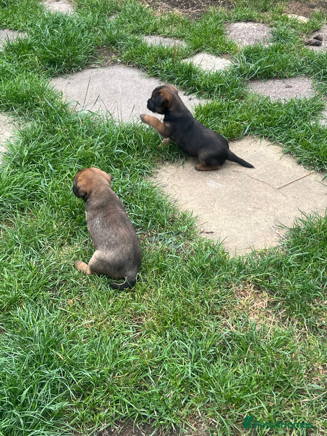 Border Terrier dogs for sale: Gorgeous KC reg Border Terrier Boys - Image 9