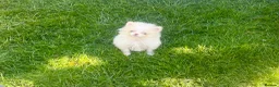 Pomeranian dogs for sale: Tiny white boy  - Advert 6