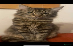 Persian cats for sale: Persian x ragdoll - Image 6