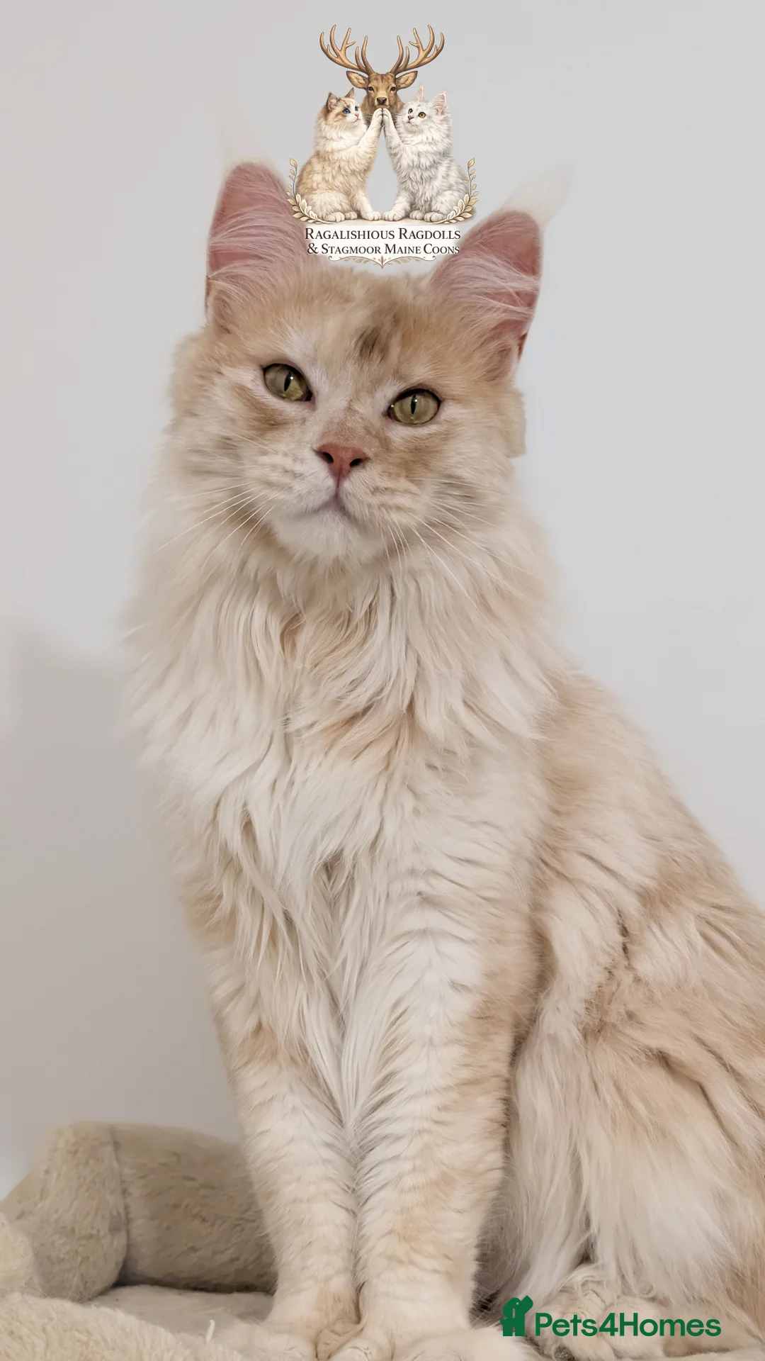 Maine Coon cats for stud: High Red Smoke 66/66 Polydactyl European line - Advert 2