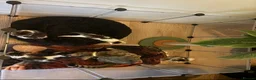 Mixed Breed cats for sale: 5 beautiful kittens  - Advert 3