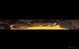 Dachshund dogs for sale: 4 beautiful miniature dachshunds. - Image 18