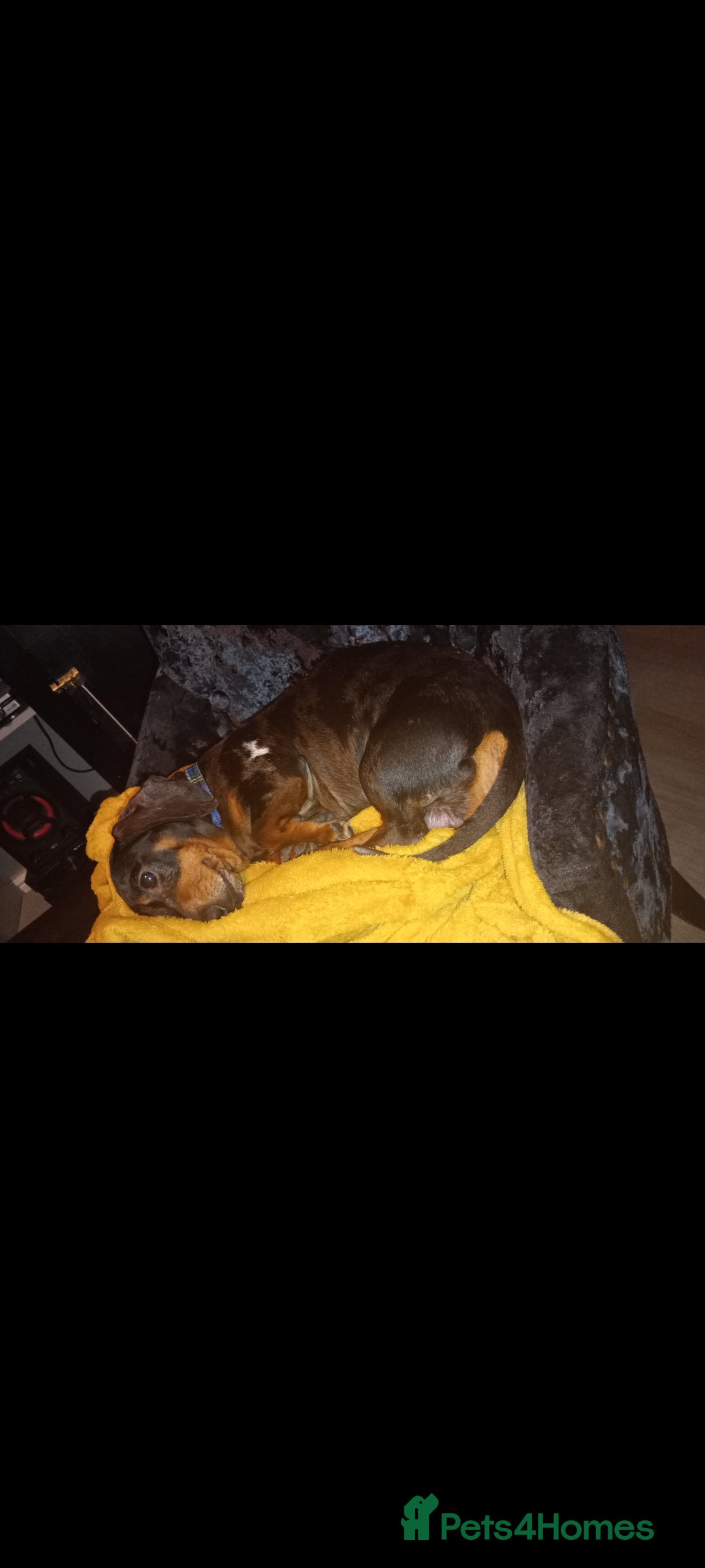 Dachshund dogs for sale: 4 beautiful miniature dachshunds. - Image 18