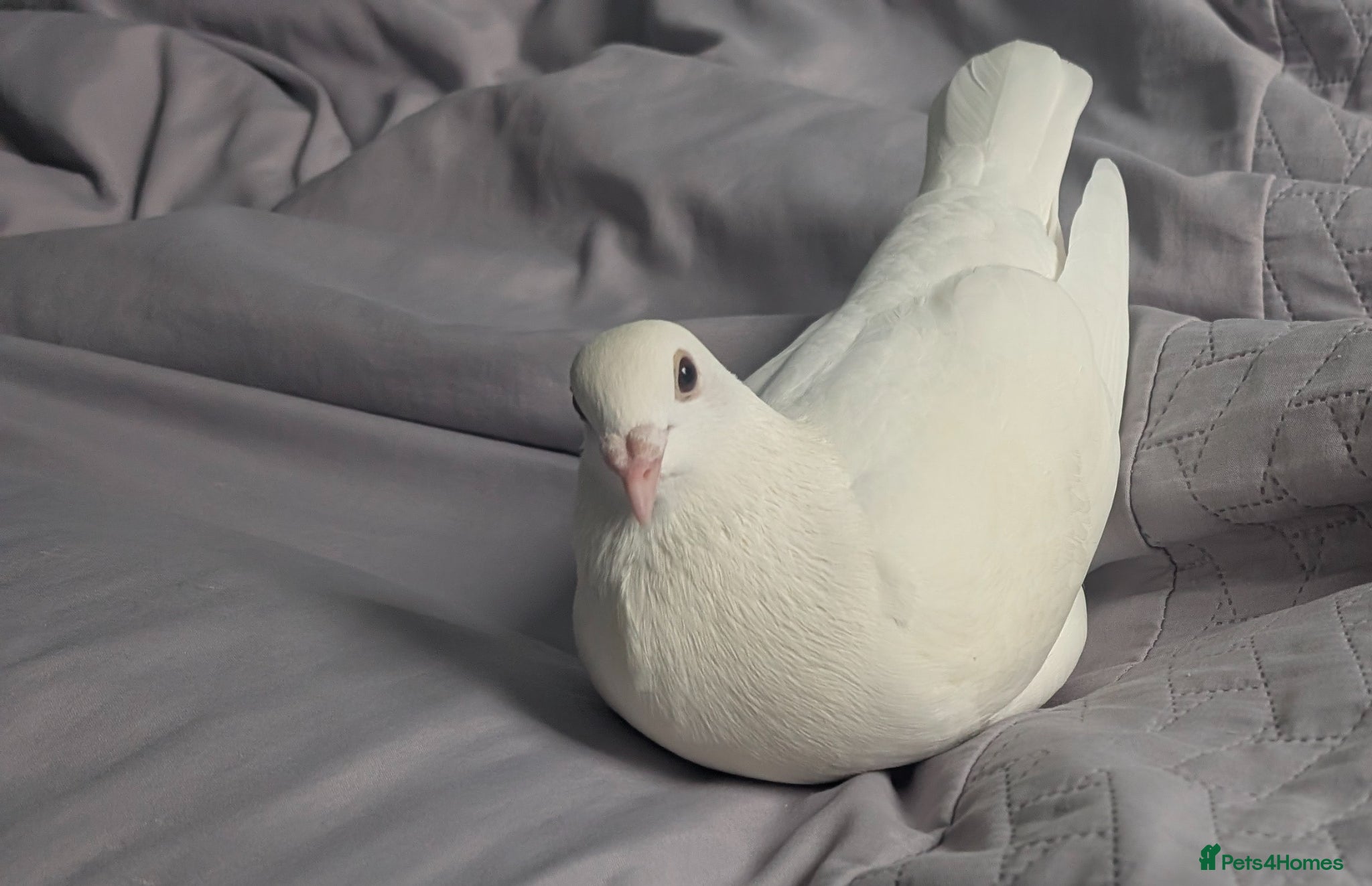 Pigeons birds White pigeon - Advert 4