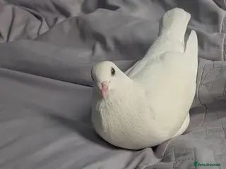 Pigeons birds White pigeon - Advert 1