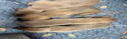 Whippet dogs for sale: Beautiful  KC whippet puppies  - Advert 6
