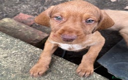 Hungarian Vizsla dogs for sale: Hungarian WIREHAIRED Vizsla puppies KC reg in Cranbrook - Image 15