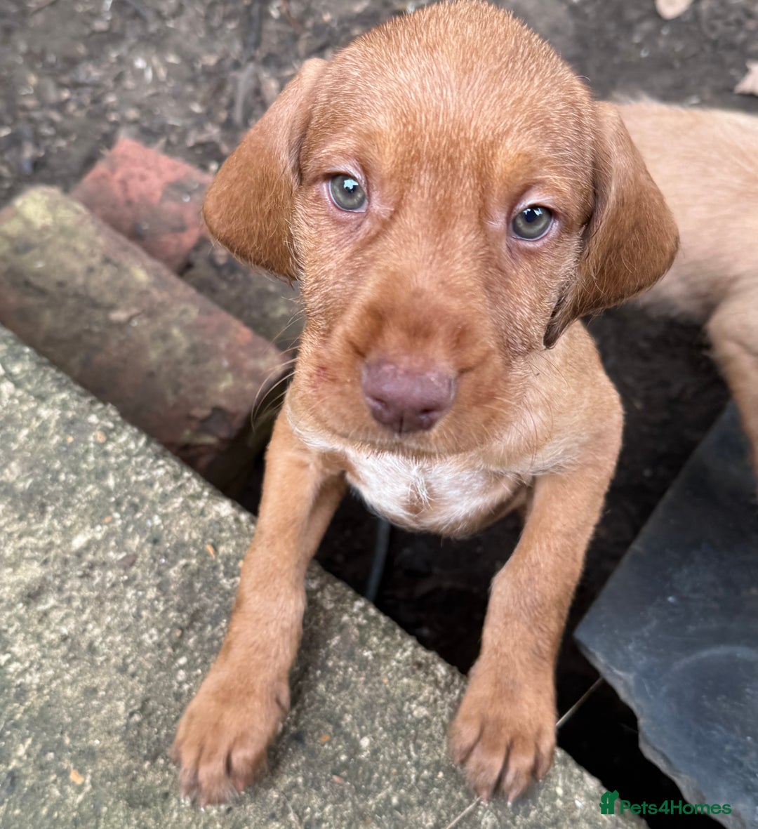 Hungarian Vizsla dogs for sale: Hungarian WIREHAIRED Vizsla puppies KC reg in Cranbrook - Image 15