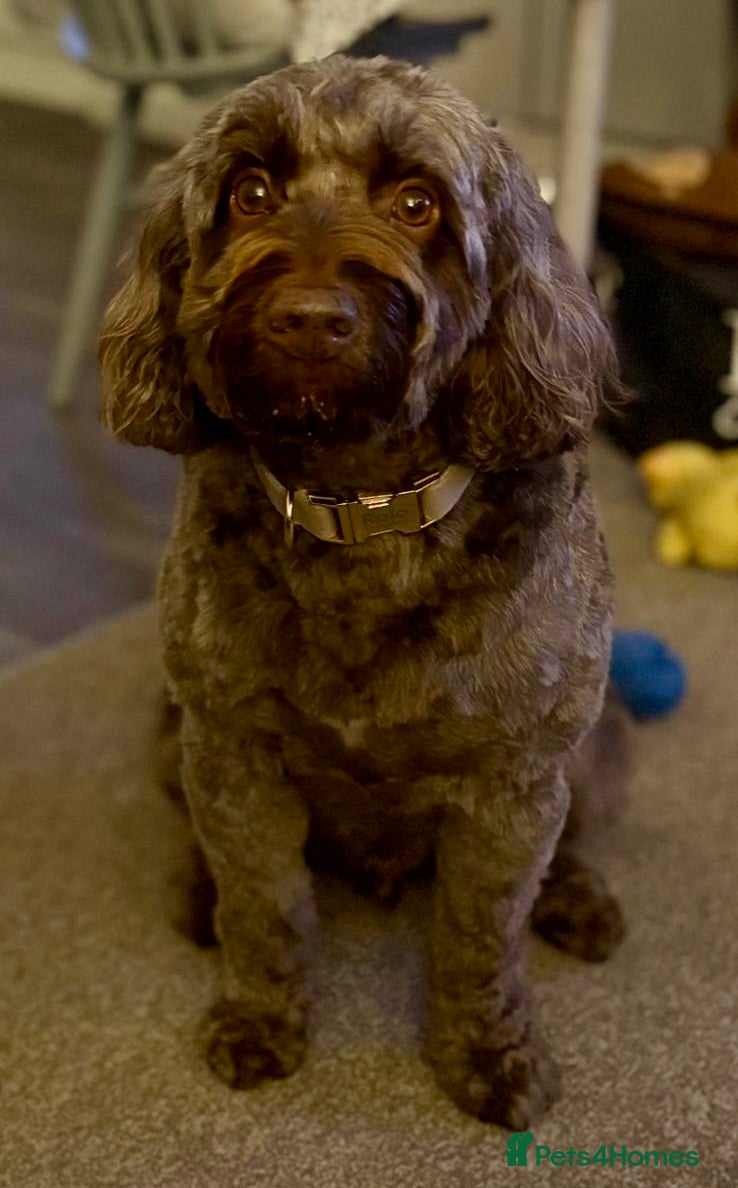 Cockapoo dogs Rolo needs a new home! - Advert 2