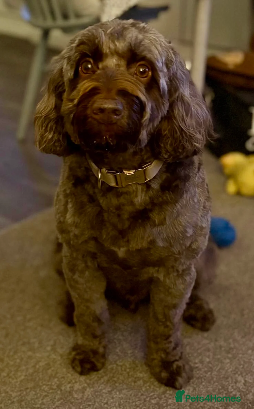 Cockapoo dogs for sale: Rolo needs a new home! - Advert 1