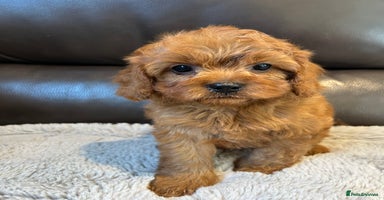 Cavapoo dogs - Advert 10