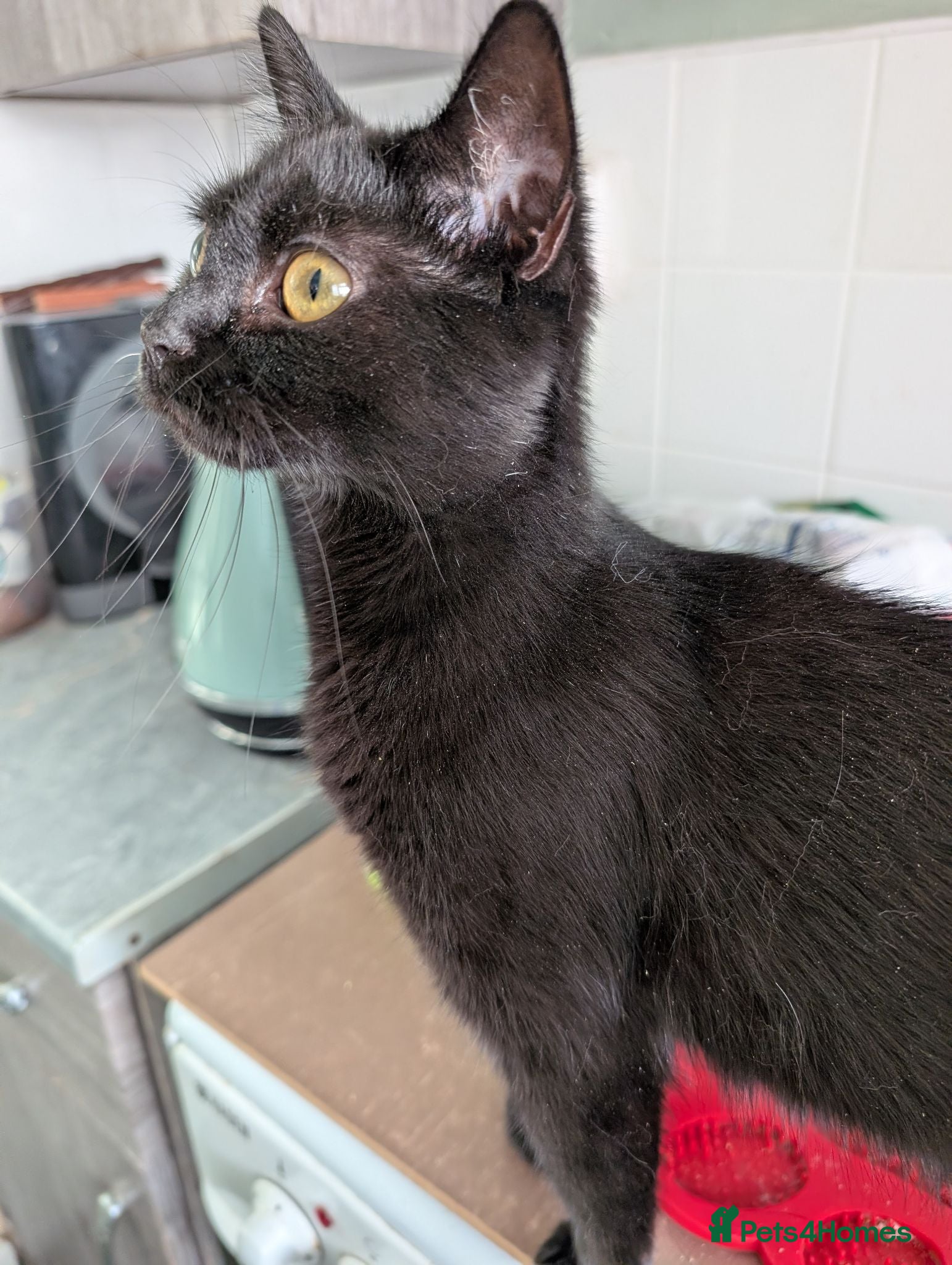 British Shorthair cats Rehome shadow  - Advert 4
