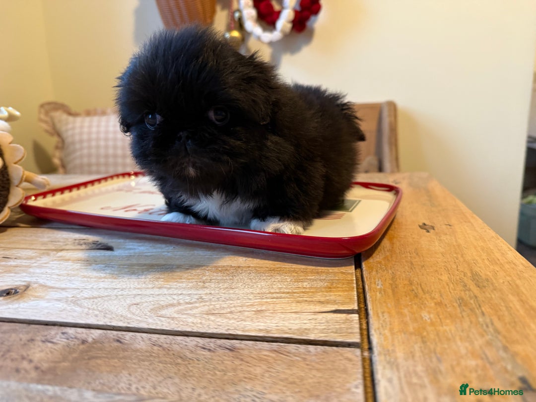 Pekingese dogs for sale: Biggiwigs Pekingese Puppy Availability - Advert 10