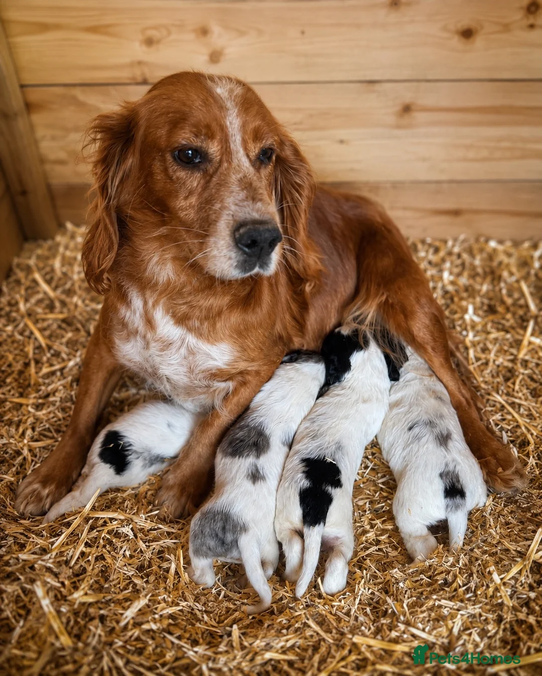 Cocker Spaniel dogs for sale: Gorgeous Merle cockers  - Advert 2