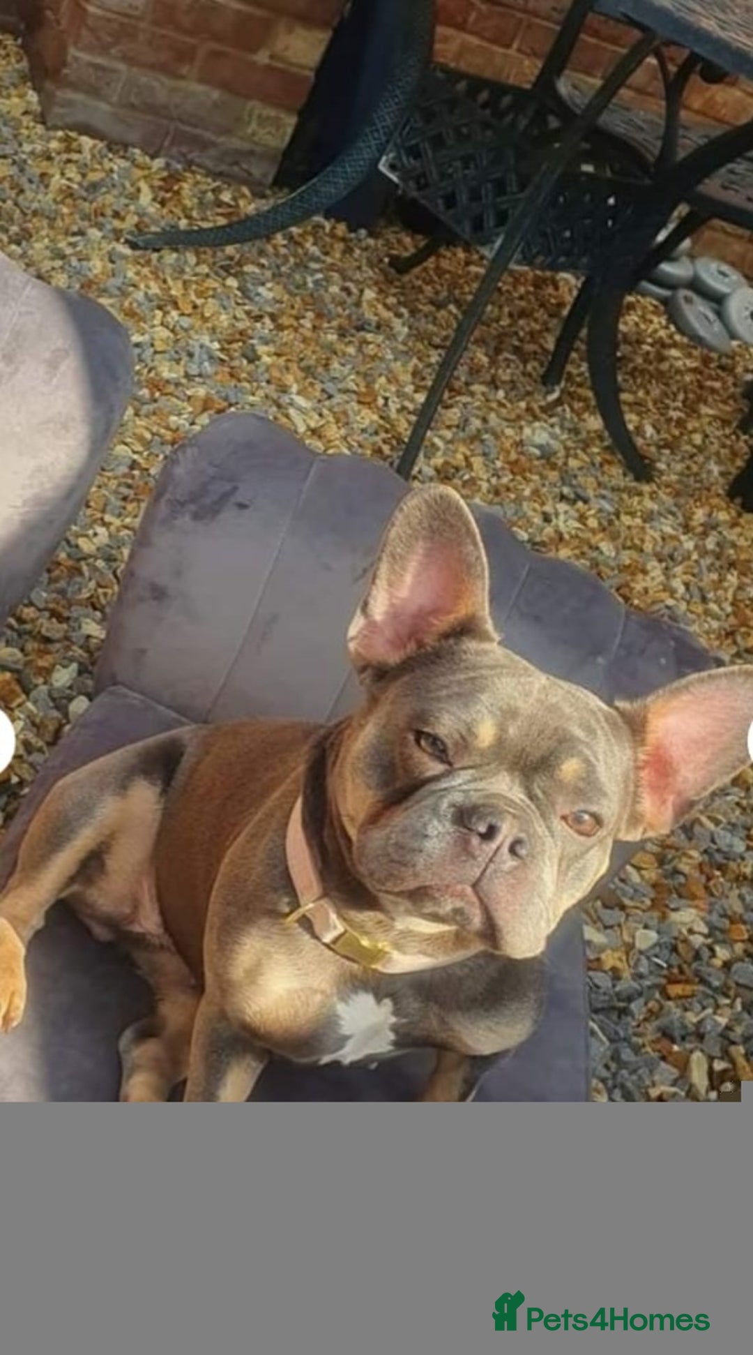 French Bulldog dogs for sale: Female French Bulldog - Image 1