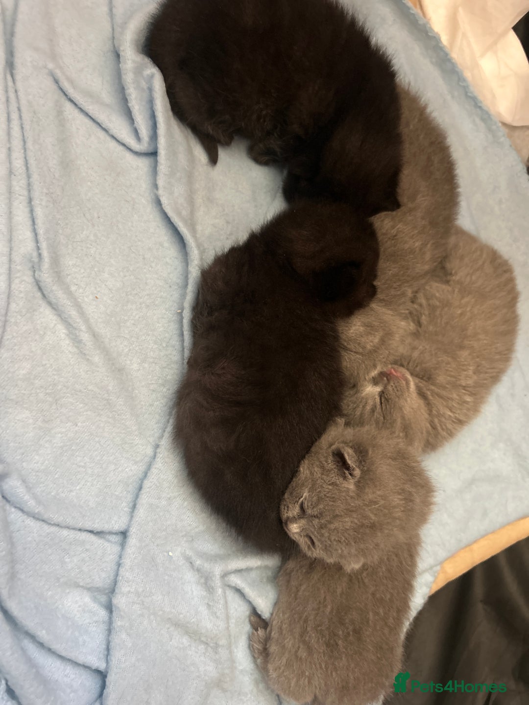 British Shorthair cats for sale: Only 1 girl left!! Pure British shorthair kittens  - Advert 12
