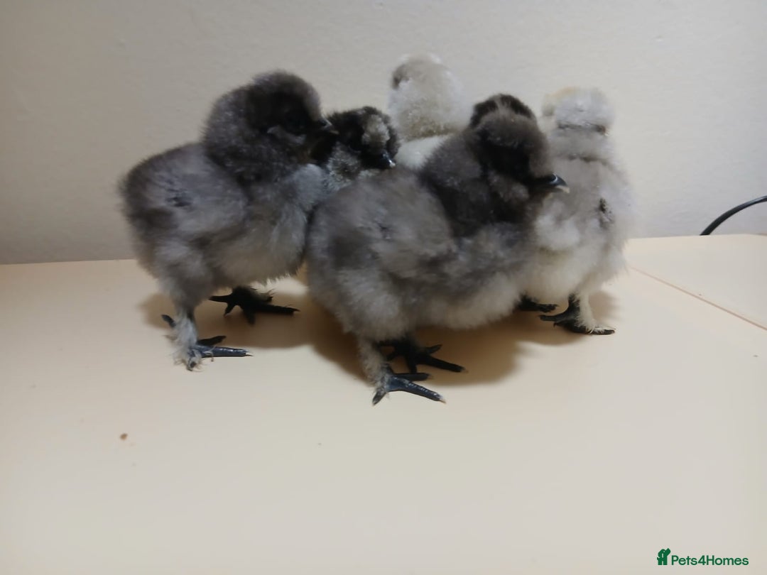 Chickens poultry for sale: Bantam Silkie Chicks Looking for Their New Coops - Advert 11